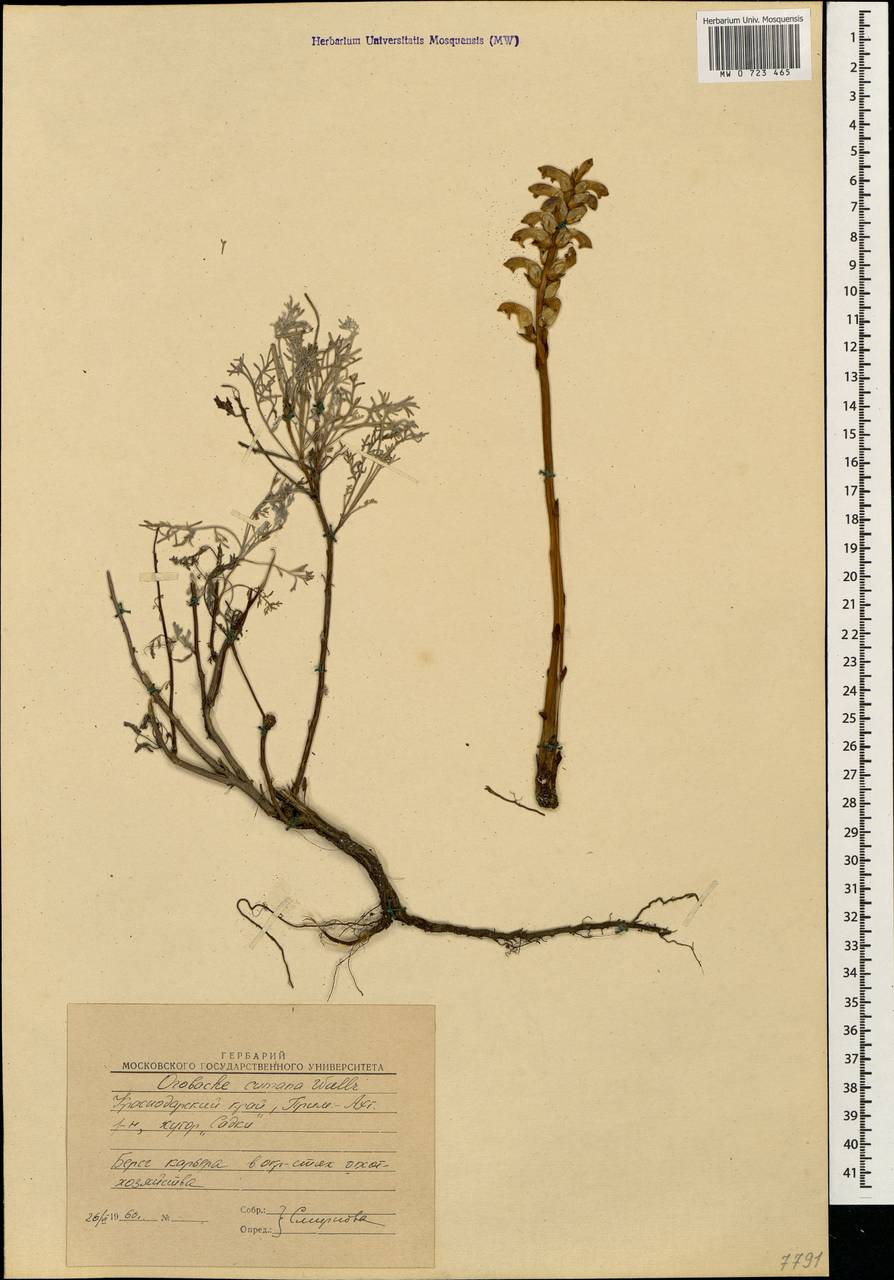 Orobanche cumana Wallr., Caucasus, Krasnodar Krai & Adygea (K1a) (Russia)