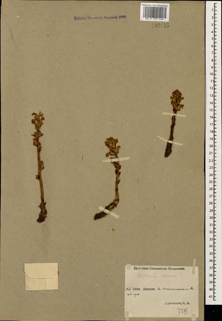 Orobanche cumana Wallr., Caucasus, Stavropol Krai, Karachay-Cherkessia & Kabardino-Balkaria (K1b) (Russia)