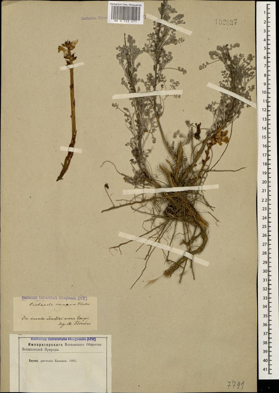 Orobanche cumana Wallr., Caucasus, Azerbaijan (K6) (Azerbaijan)