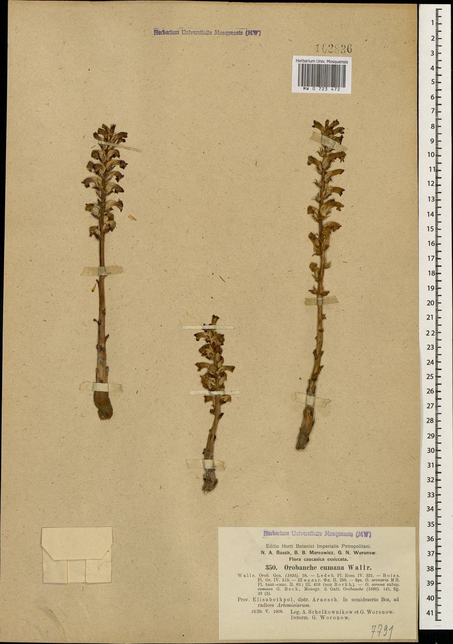 Orobanche cumana Wallr., Caucasus, Azerbaijan (K6) (Azerbaijan)