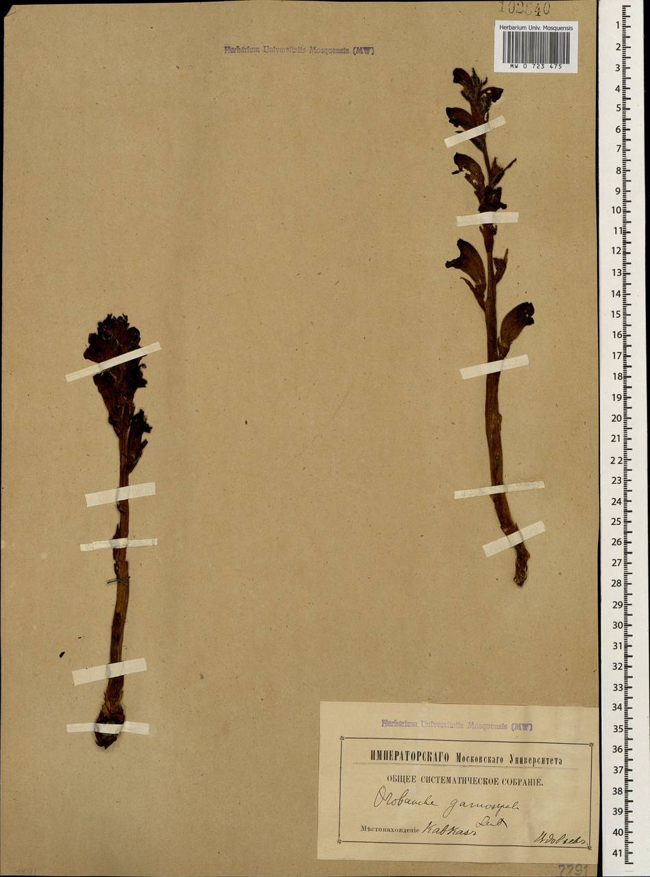 Orobanche gamosepala Reuter, Caucasus (no precise locality) (K0)