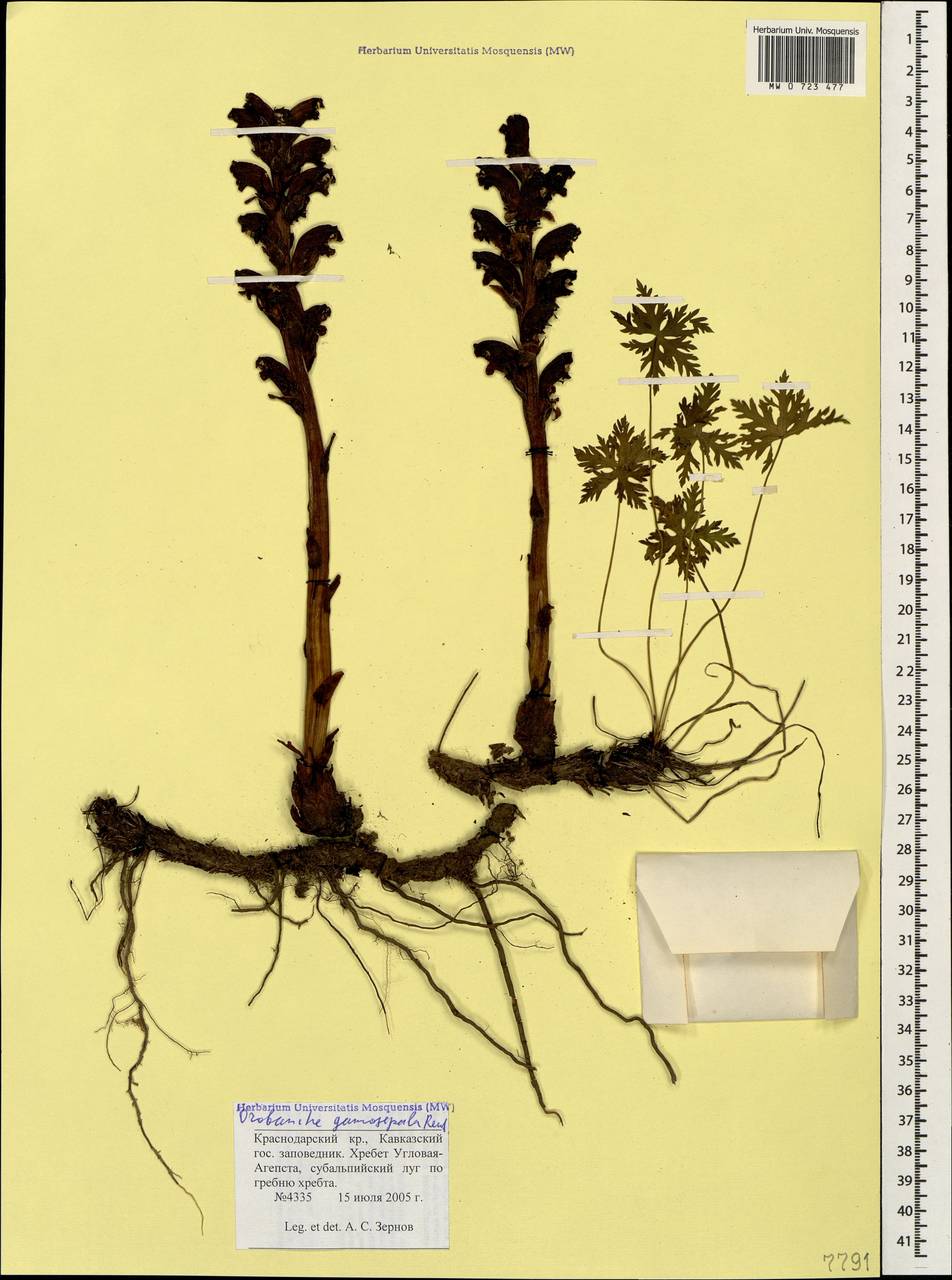 Orobanche gamosepala Reuter, Caucasus, Krasnodar Krai & Adygea (K1a) (Russia)