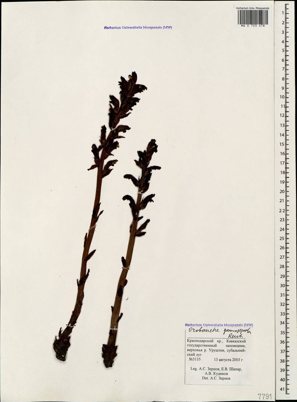 Orobanche gamosepala Reuter, Caucasus, Krasnodar Krai & Adygea (K1a) (Russia)