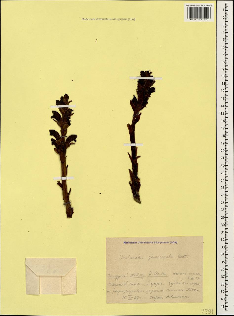 Orobanche gamosepala Reuter, Caucasus, Krasnodar Krai & Adygea (K1a) (Russia)