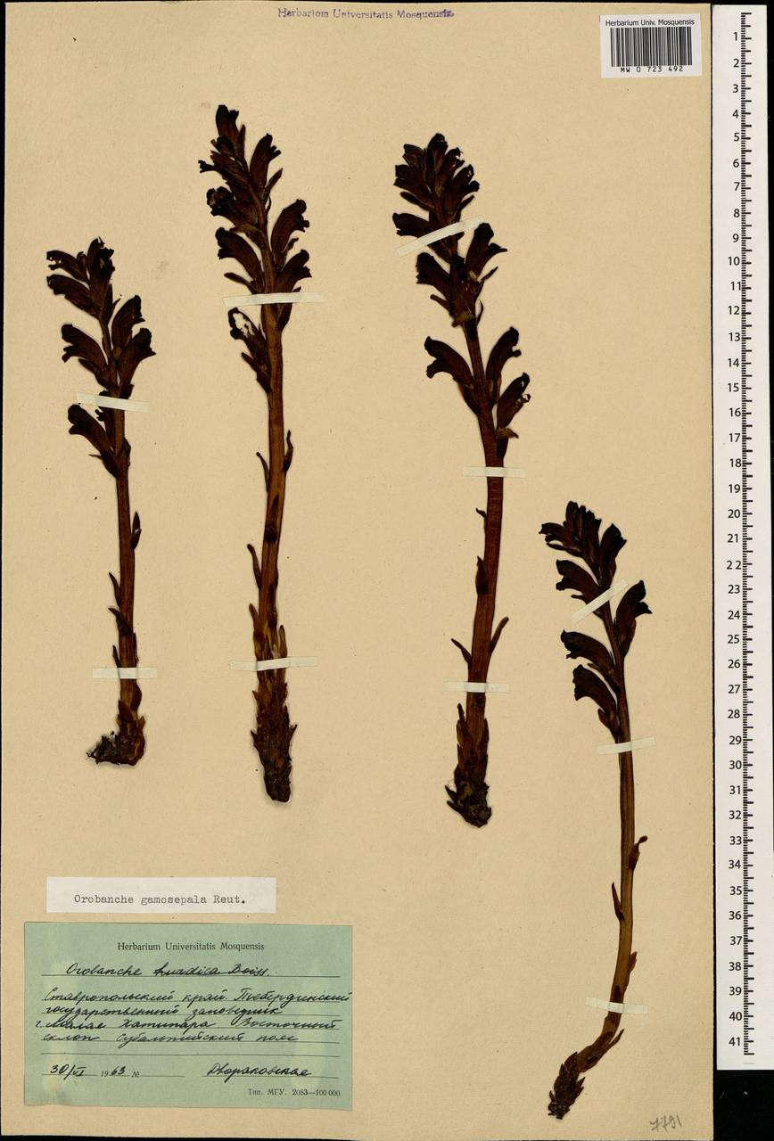 Orobanche gamosepala Reuter, Caucasus, Stavropol Krai, Karachay-Cherkessia & Kabardino-Balkaria (K1b) (Russia)