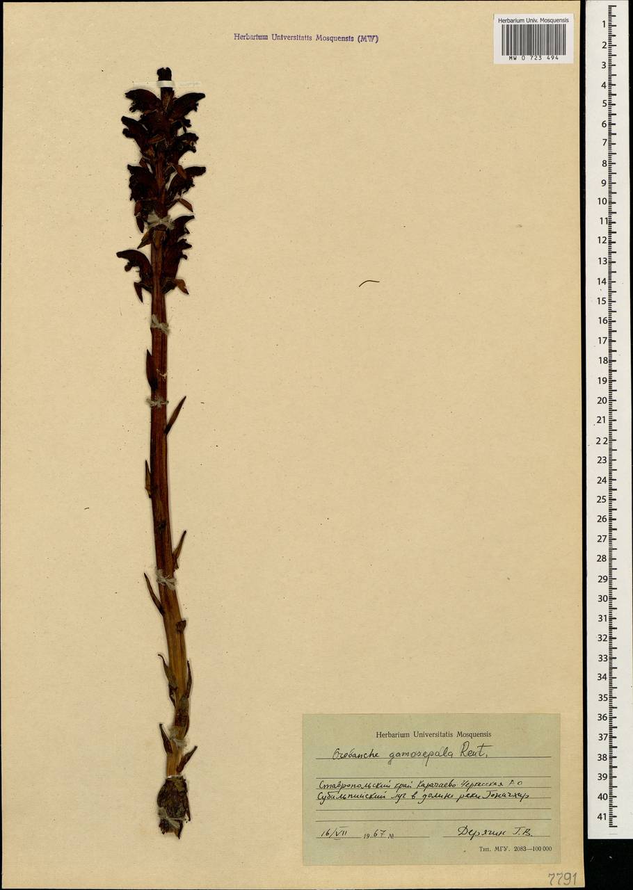 Orobanche gamosepala Reuter, Caucasus, Stavropol Krai, Karachay-Cherkessia & Kabardino-Balkaria (K1b) (Russia)