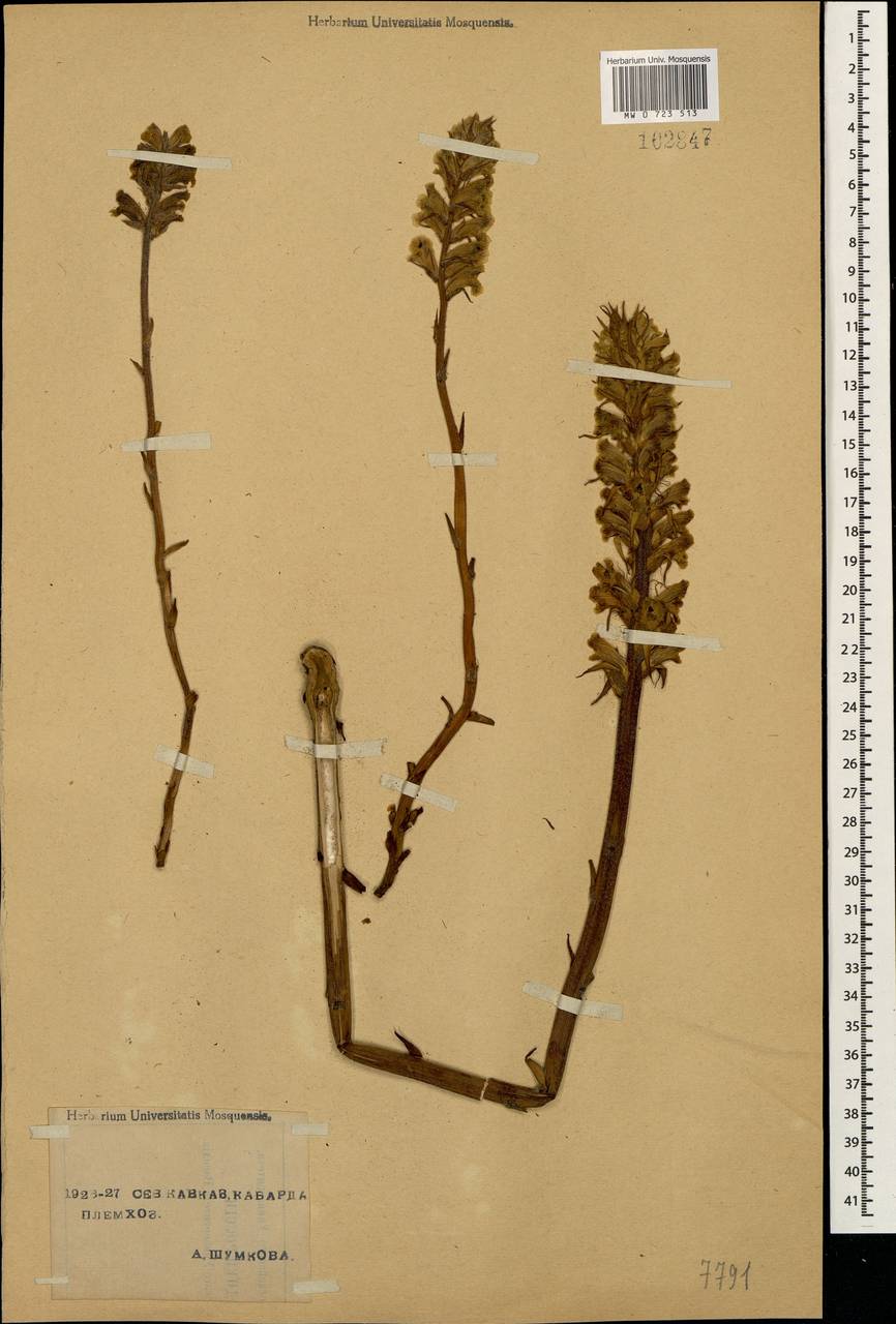 Orobanche lutea Baumg., Caucasus, Stavropol Krai, Karachay-Cherkessia & Kabardino-Balkaria (K1b) (Russia)