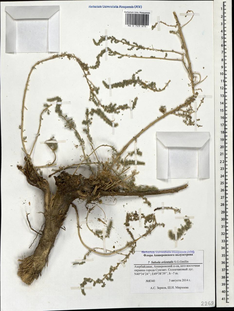 Nitrosalsola orientalis (S. G. Gmel.) Theodorova, Caucasus, Azerbaijan (K6) (Azerbaijan)