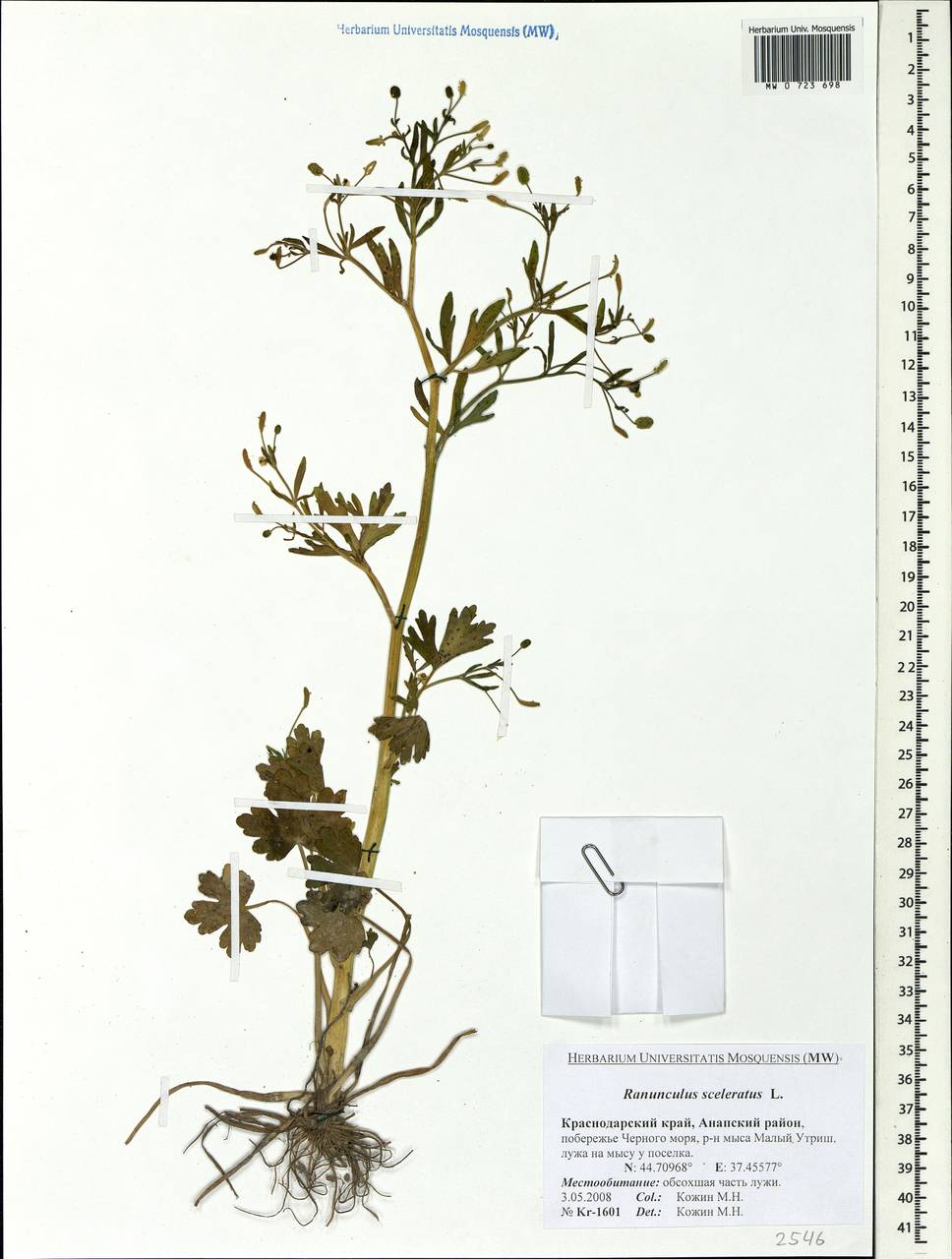 Ranunculus sceleratus L., Caucasus, Krasnodar Krai & Adygea (K1a) (Russia)