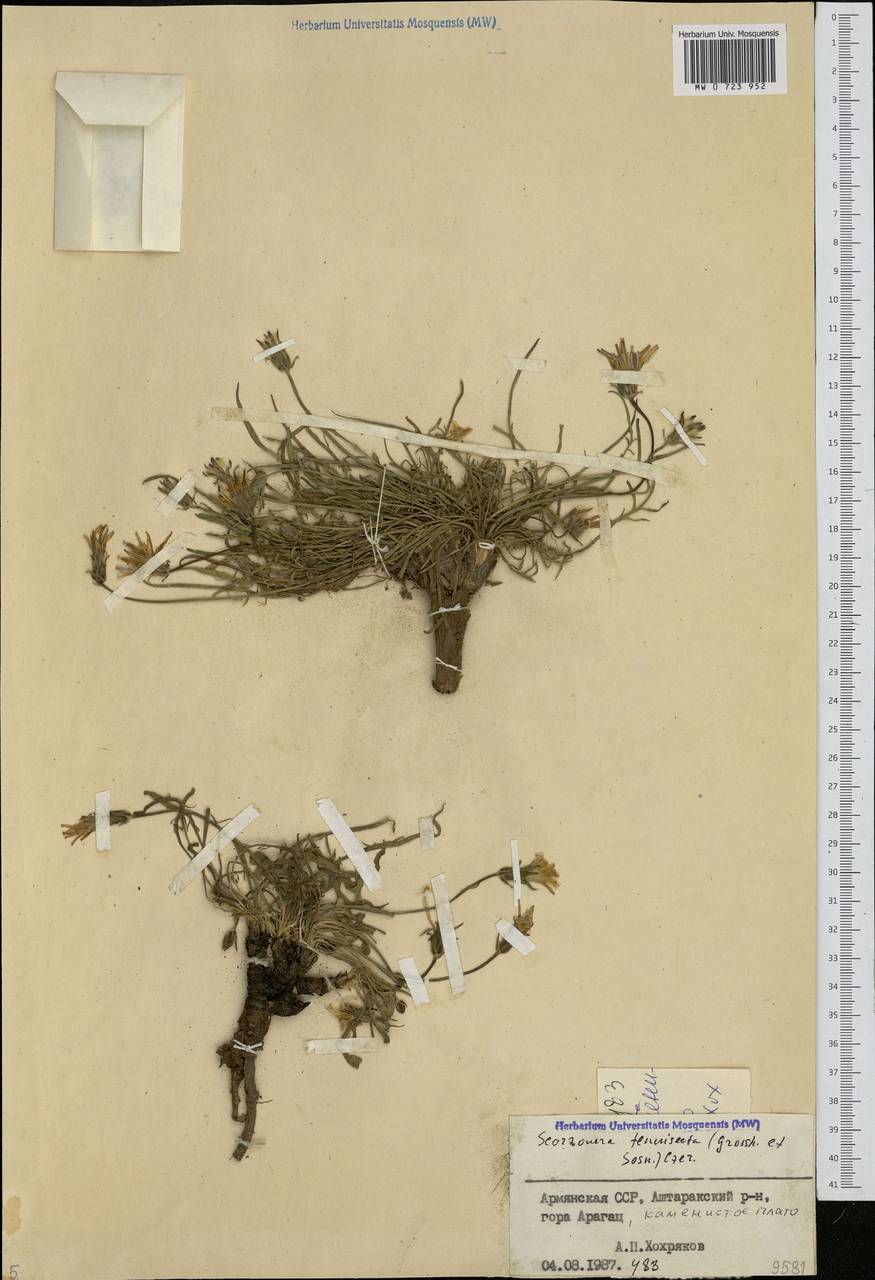 Podospermum meyeri C. Koch, Caucasus, Armenia (K5) (Armenia)