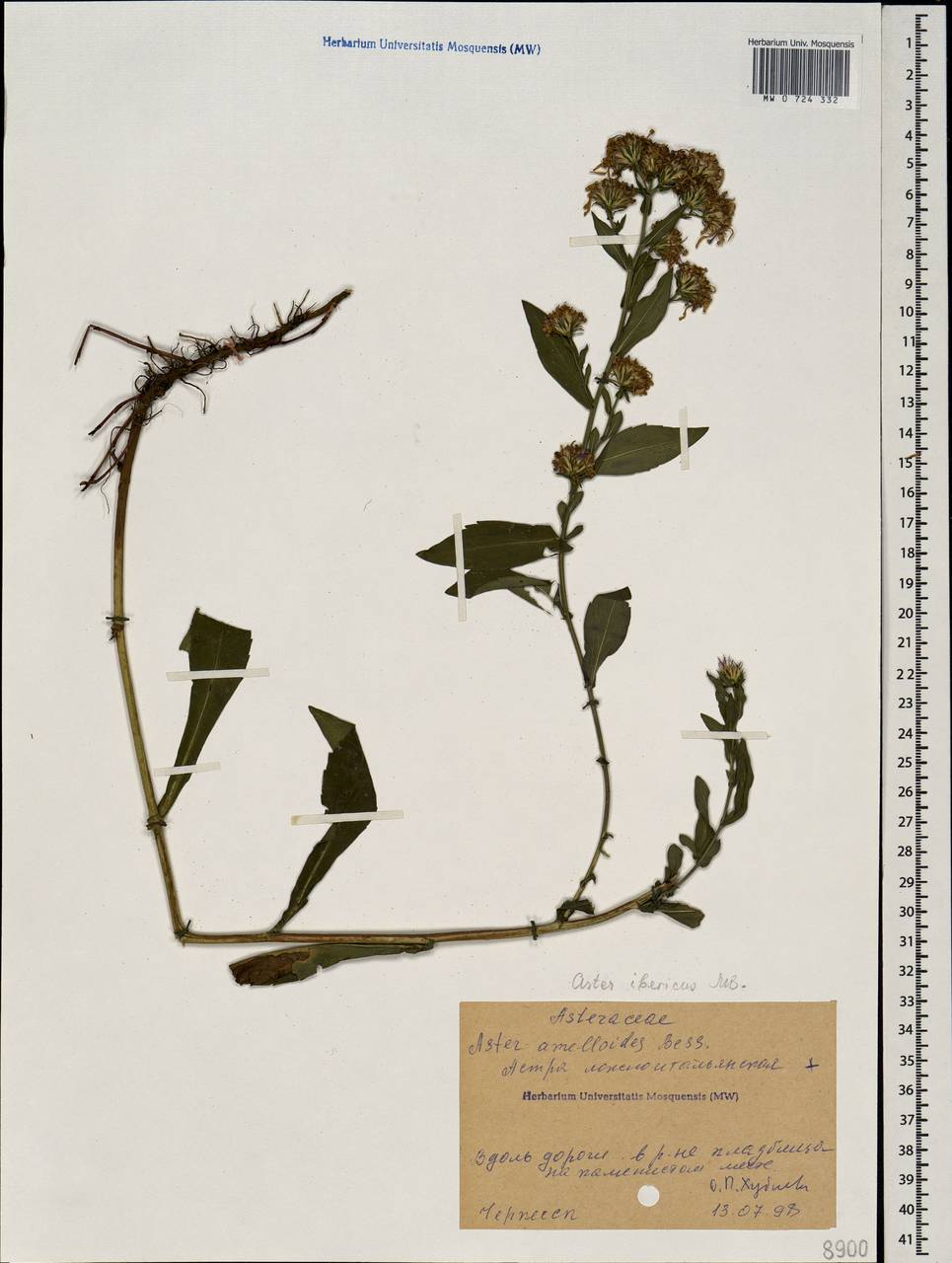 Aster amellus subsp. ibericus (M. Bieb.) V. E. Avet., Caucasus, Stavropol Krai, Karachay-Cherkessia & Kabardino-Balkaria (K1b) (Russia)