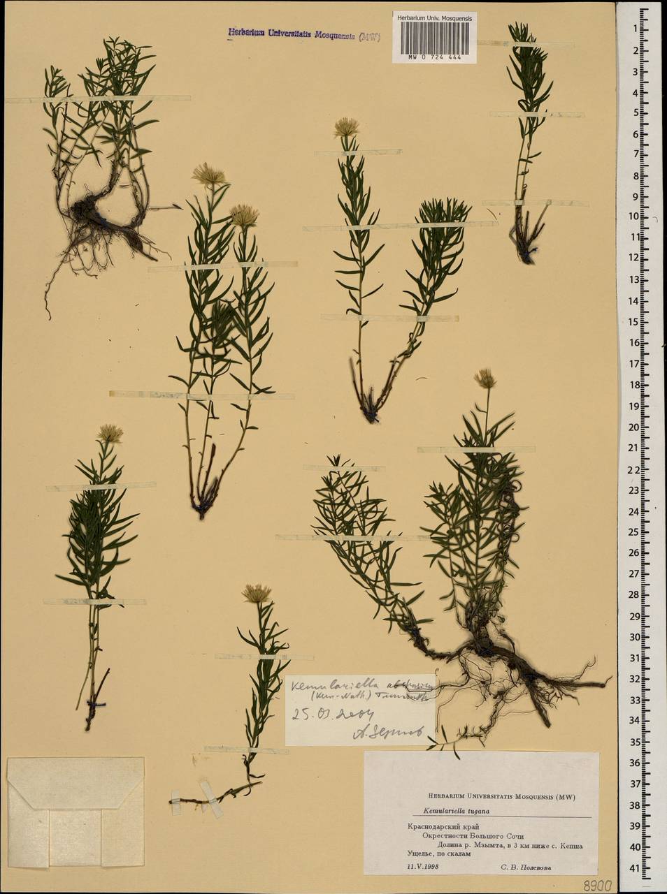 Kemulariella abchasica (Kem.-Nath.) Tamamsch., Caucasus, Krasnodar Krai & Adygea (K1a) (Russia)