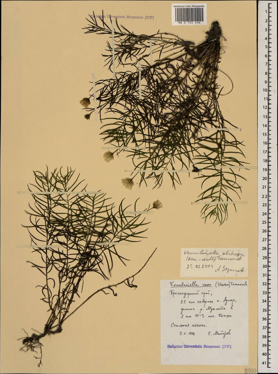 Kemulariella abchasica (Kem.-Nath.) Tamamsch., Caucasus, Krasnodar Krai & Adygea (K1a) (Russia)