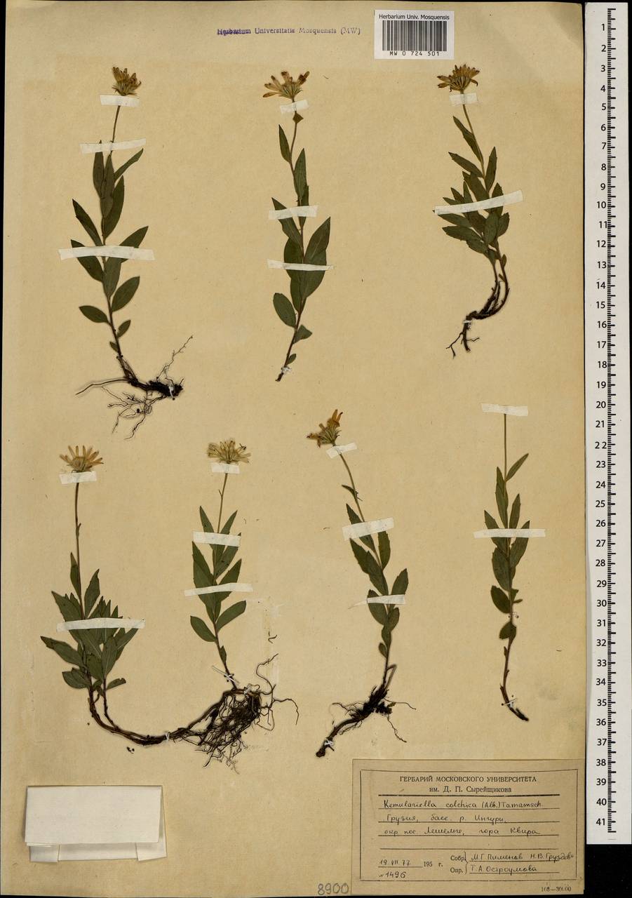 Kemulariella colchica (Albov) Tamamsch., Caucasus, Georgia (K4) (Georgia)