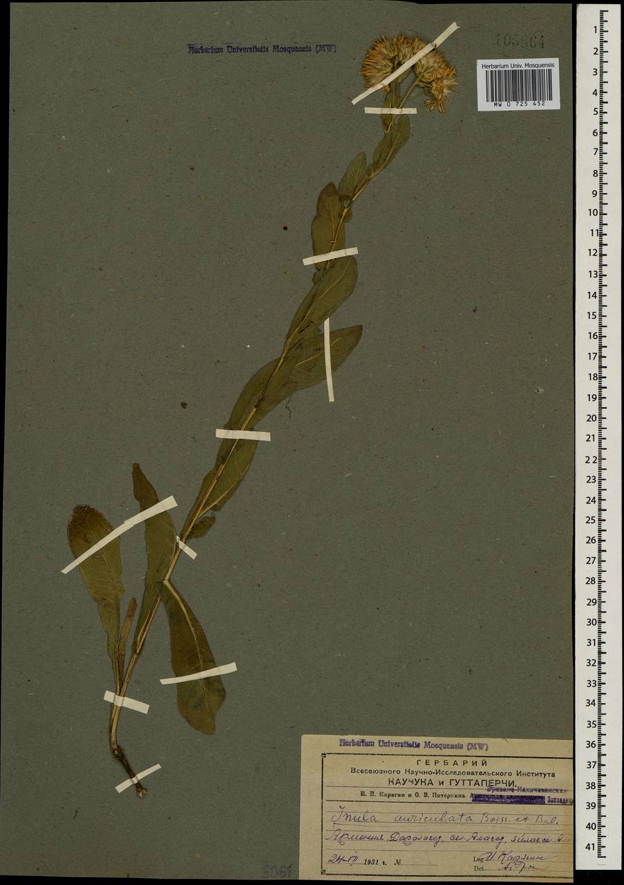 Pentanema auriculatum (Boiss. & Balansa) D. Gut. Larr., Santos-Vicente, Anderb., E. Rico & M. M. Mart. Ort., Caucasus, Armenia (K5) (Armenia)