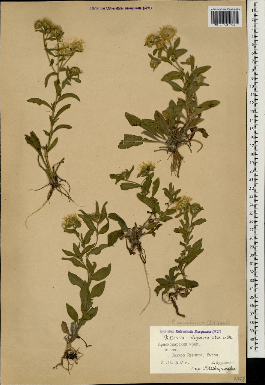 Pulicaria dysenterica (L.) Bernh., Caucasus, Krasnodar Krai & Adygea (K1a) (Russia)