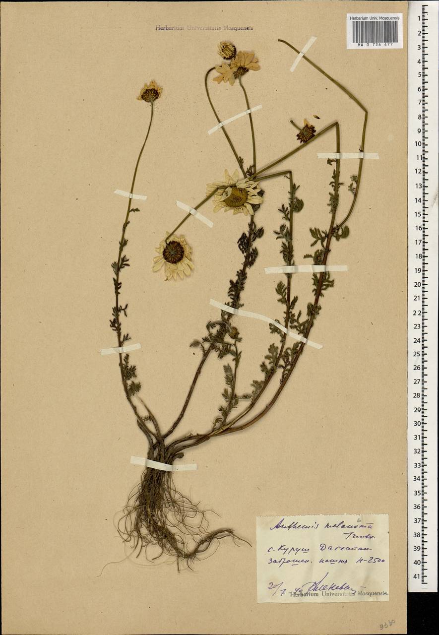 Cota melanoloma subsp. melanoloma, Caucasus, Dagestan (K2) (Russia)