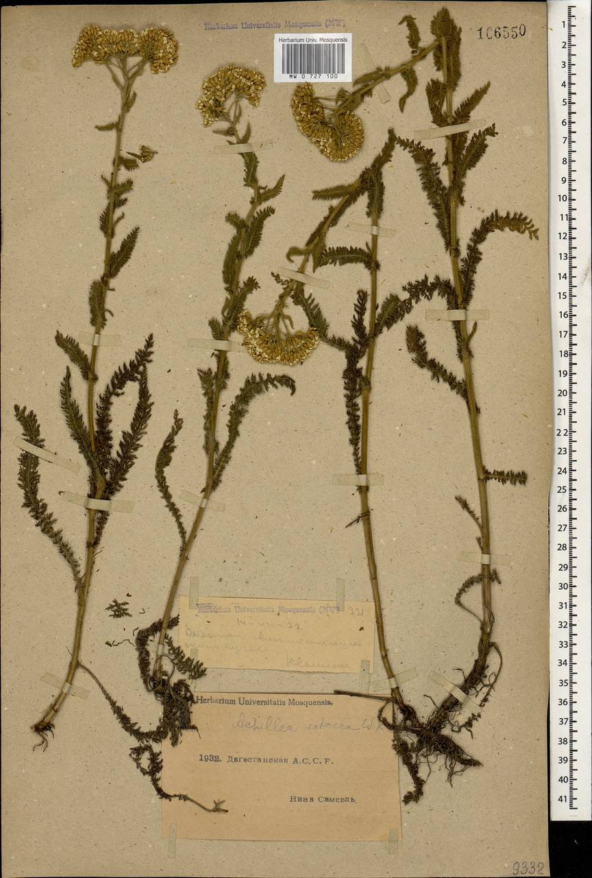 Achillea setacea Waldst. & Kit., Caucasus, Dagestan (K2) (Russia)