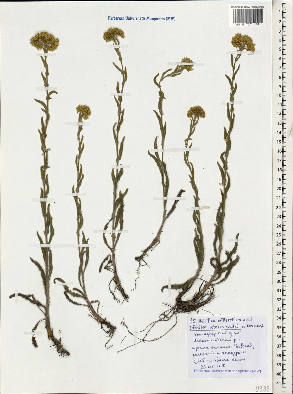 Achillea setacea Waldst. & Kit., Caucasus, Black Sea Shore (from Novorossiysk to Adler) (K3) (Russia)