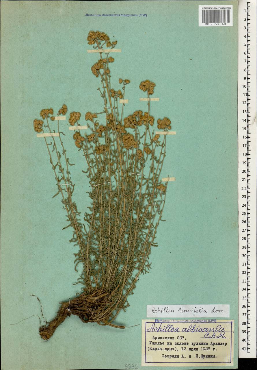 Achillea tenuifolia Lam., Caucasus, Armenia (K5) (Armenia)