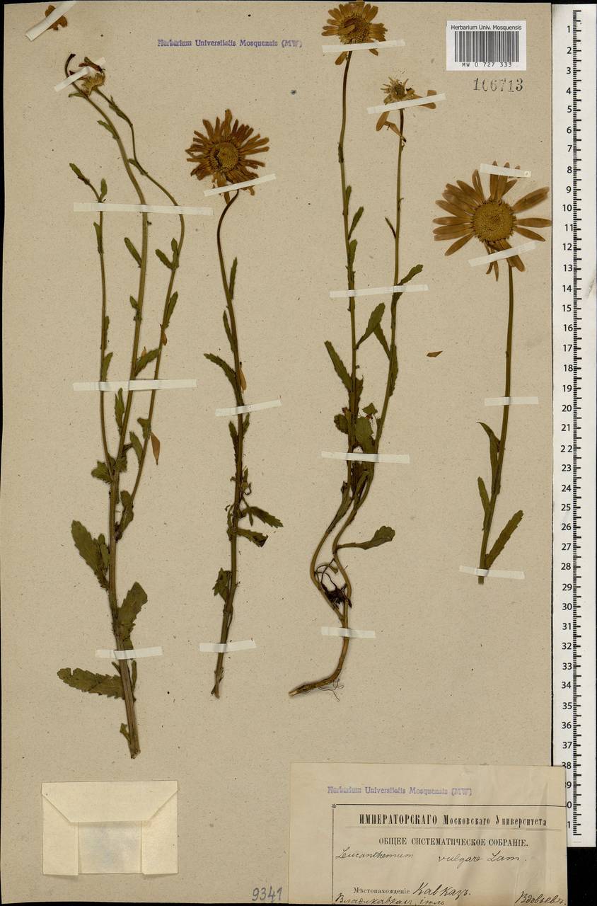 Leucanthemum vulgare Lam., Caucasus, North Ossetia, Ingushetia & Chechnya (K1c) (Russia)