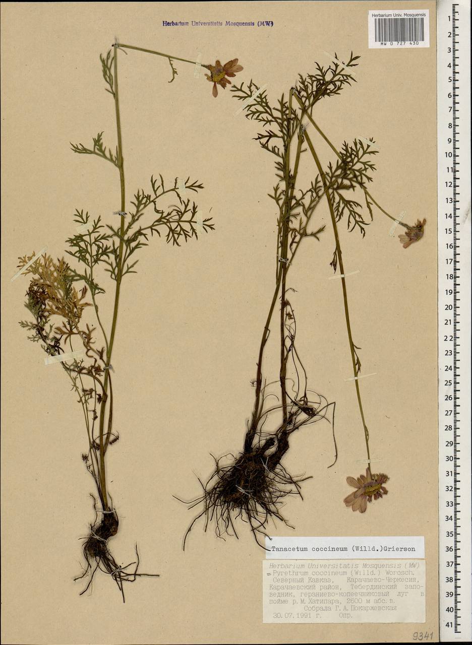 Tanacetum coccineum subsp. coccineum, Caucasus, Stavropol Krai, Karachay-Cherkessia & Kabardino-Balkaria (K1b) (Russia)