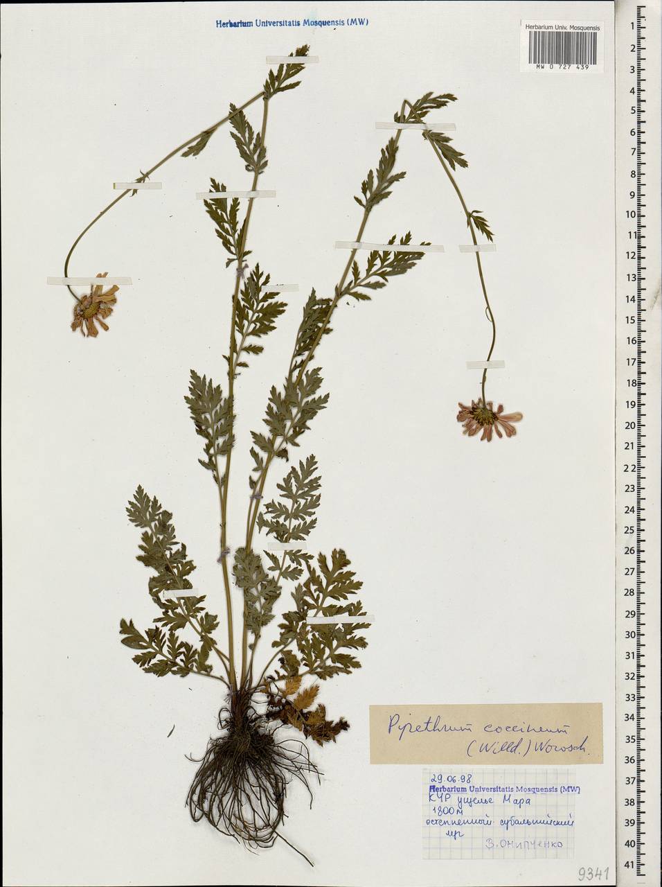 Tanacetum coccineum subsp. coccineum, Caucasus, Stavropol Krai, Karachay-Cherkessia & Kabardino-Balkaria (K1b) (Russia)