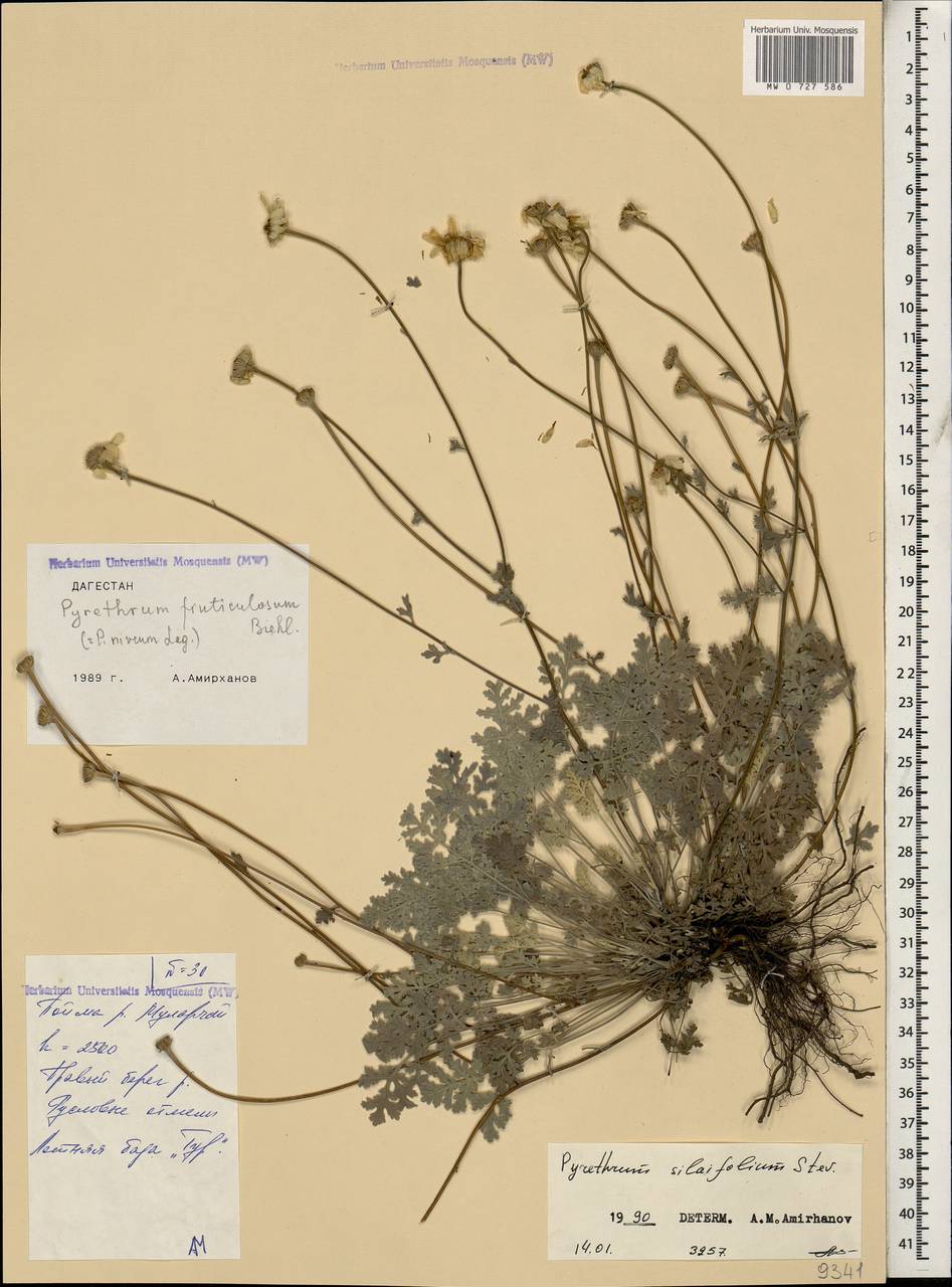 Tanacetum niveum (Lag.) Sch. Bip., Caucasus, Dagestan (K2) (Russia)