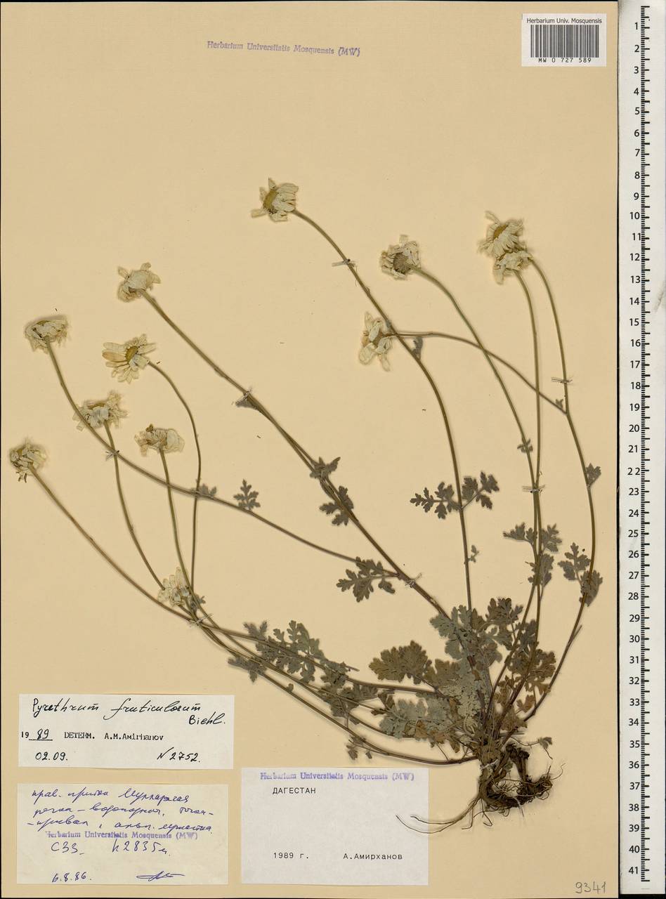 Tanacetum niveum (Lag.) Sch. Bip., Caucasus, Dagestan (K2) (Russia)