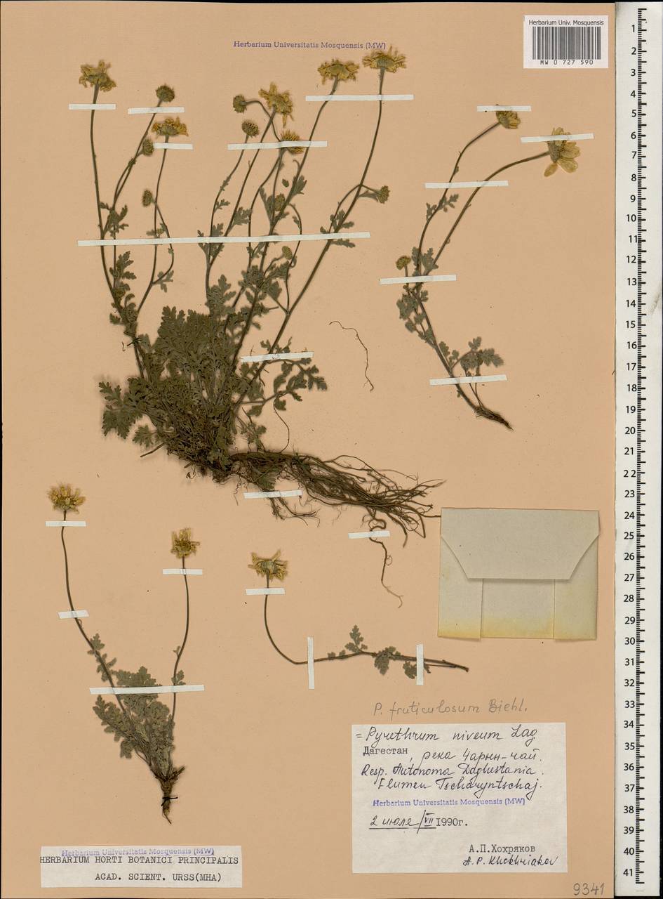 Tanacetum niveum (Lag.) Sch. Bip., Caucasus, Dagestan (K2) (Russia)
