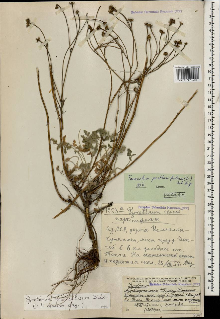 Tanacetum niveum (Lag.) Sch. Bip., Caucasus, Azerbaijan (K6) (Azerbaijan)