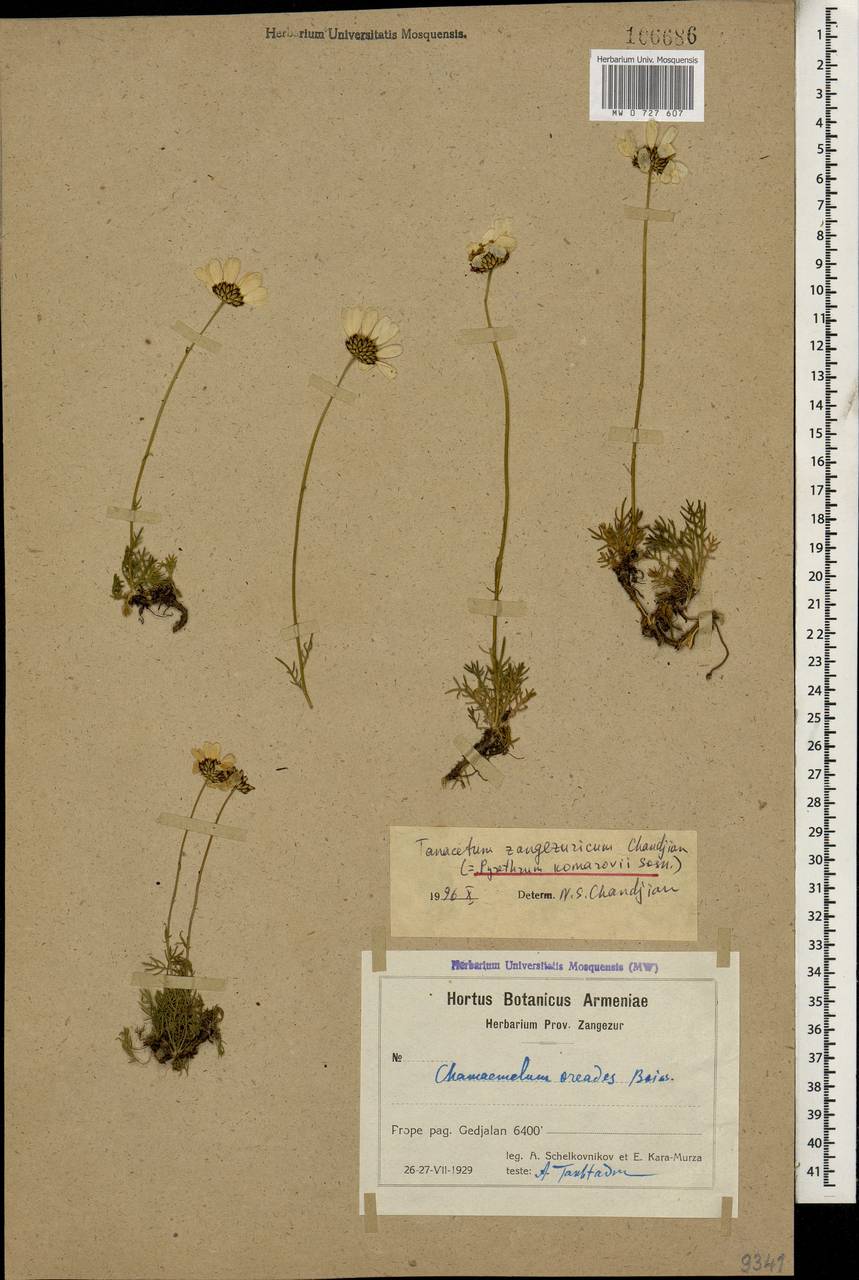 Tanacetum zangezuricum Chandjian, Caucasus, Armenia (K5) (Armenia)