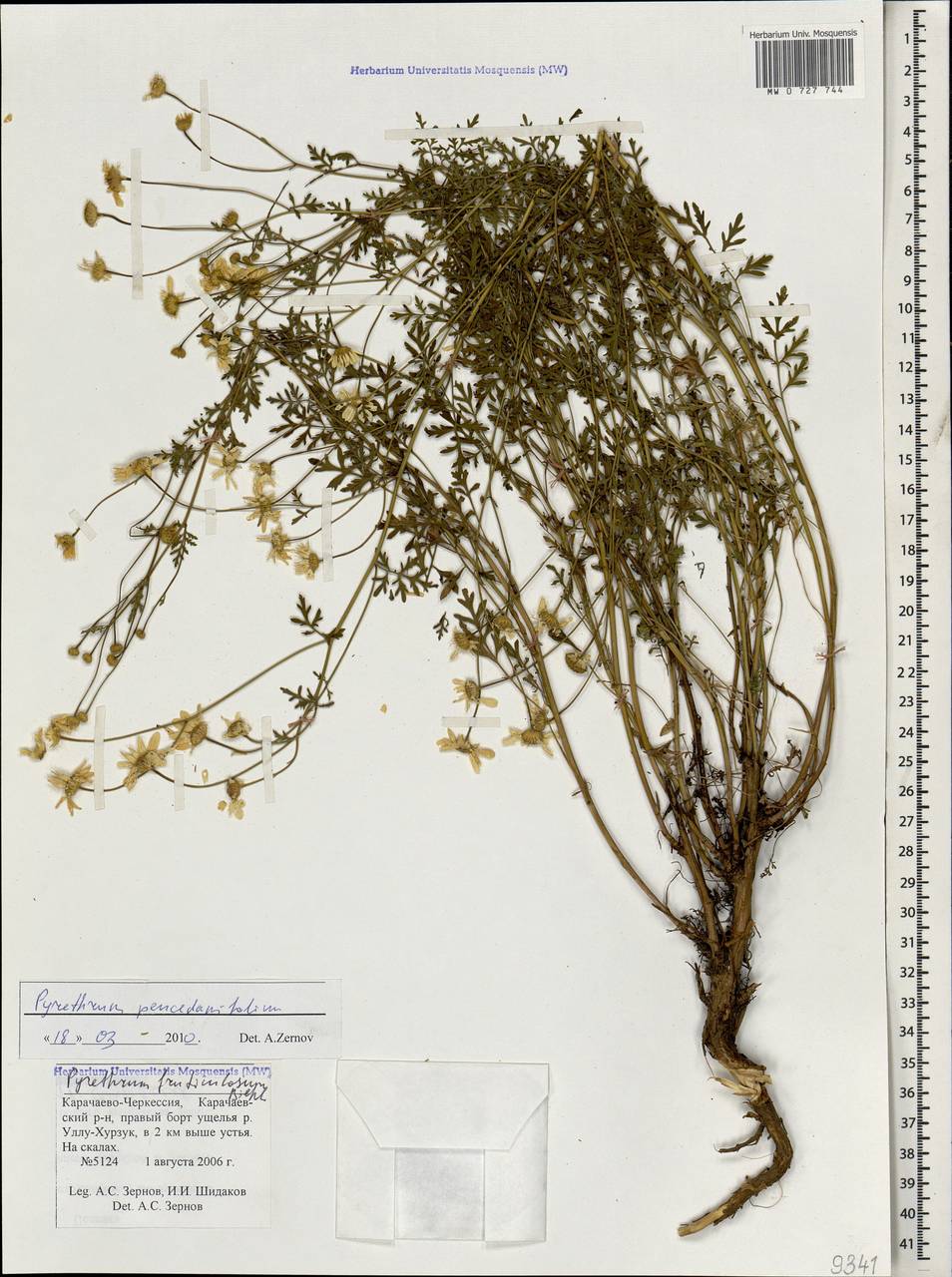 Tanacetum peucedanifolium (Sosn.) K. Bremer & Humphries, Caucasus, Stavropol Krai, Karachay-Cherkessia & Kabardino-Balkaria (K1b) (Russia)
