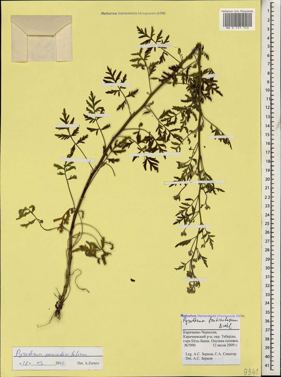 Tanacetum peucedanifolium (Sosn.) K. Bremer & Humphries, Caucasus, Stavropol Krai, Karachay-Cherkessia & Kabardino-Balkaria (K1b) (Russia)
