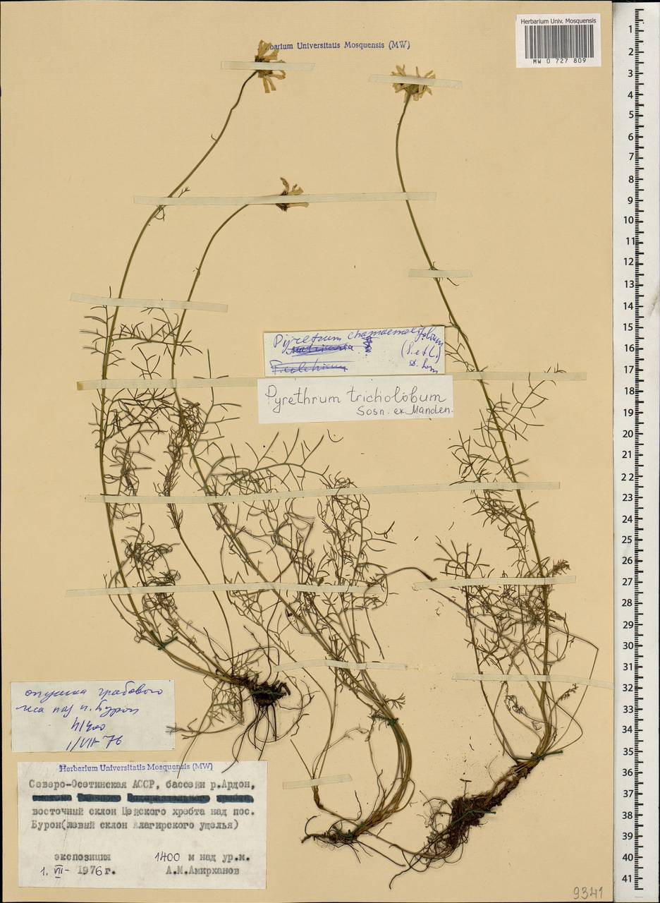 Tanacetum tricholobum (Sosn. ex Manden.) Chandjian, Caucasus, North Ossetia, Ingushetia & Chechnya (K1c) (Russia)