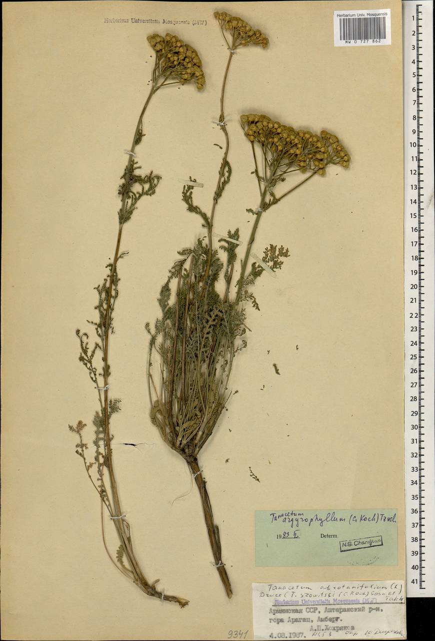 Tanacetum polycephalum subsp. argyrophyllum (C. Koch) Podl., Caucasus, Armenia (K5) (Armenia)