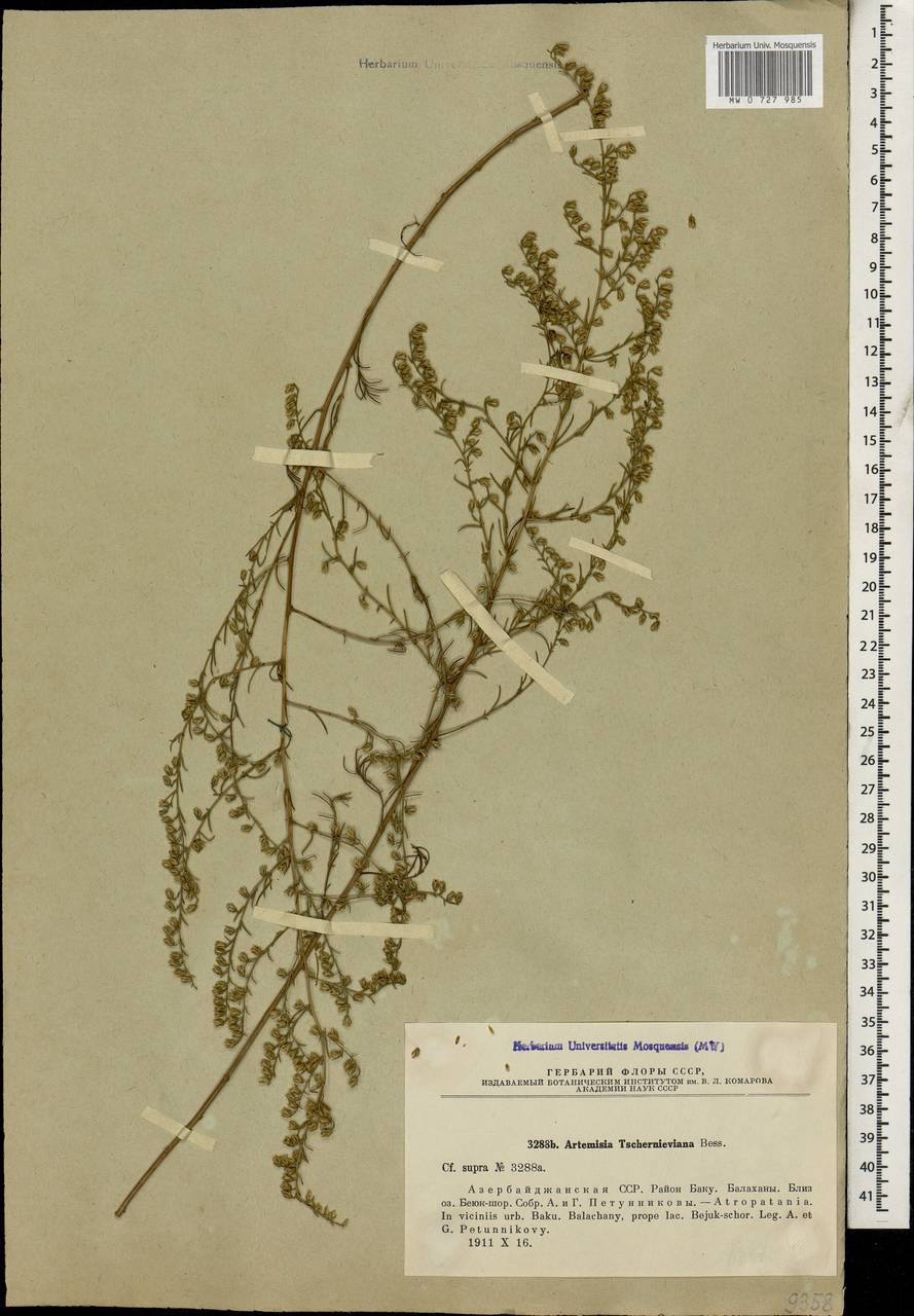Artemisia arenaria DC., Caucasus, Azerbaijan (K6) (Azerbaijan)