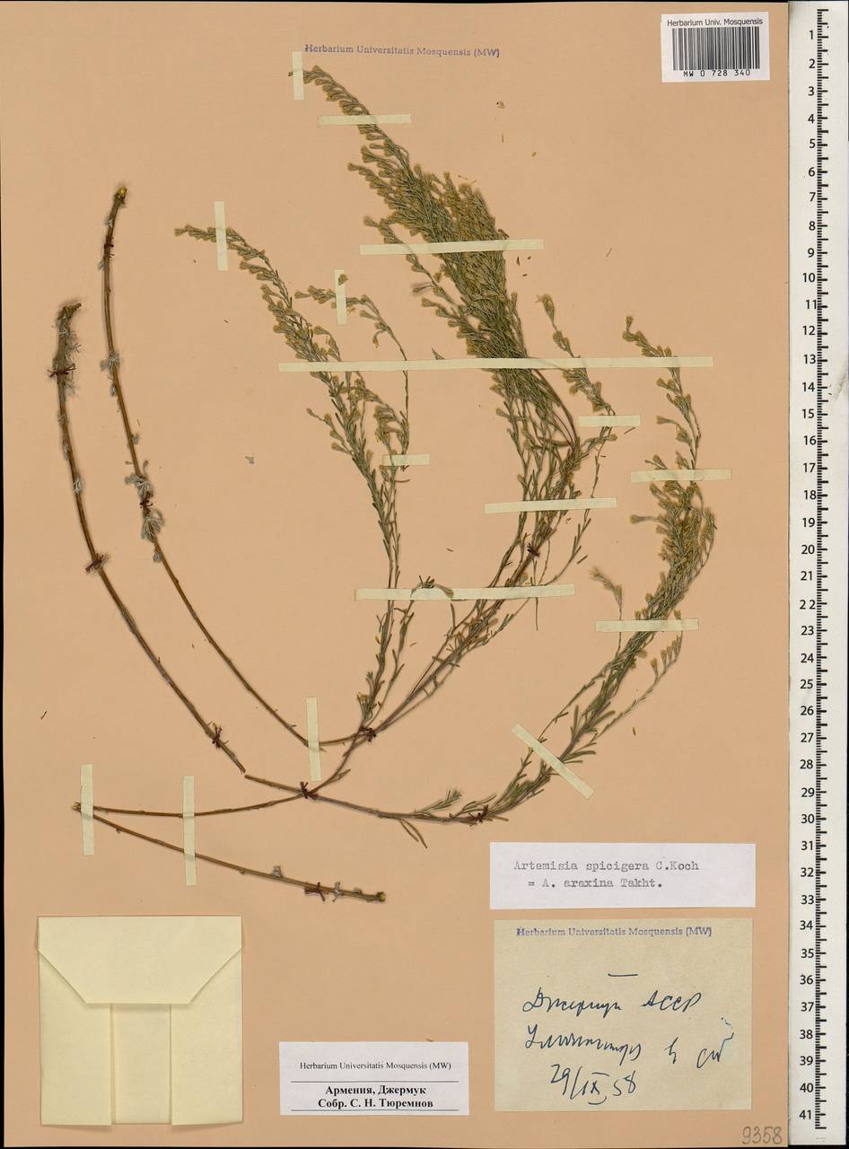 Seriphidium spicigerum (C. Koch) Poljak., Caucasus, Armenia (K5) (Armenia)