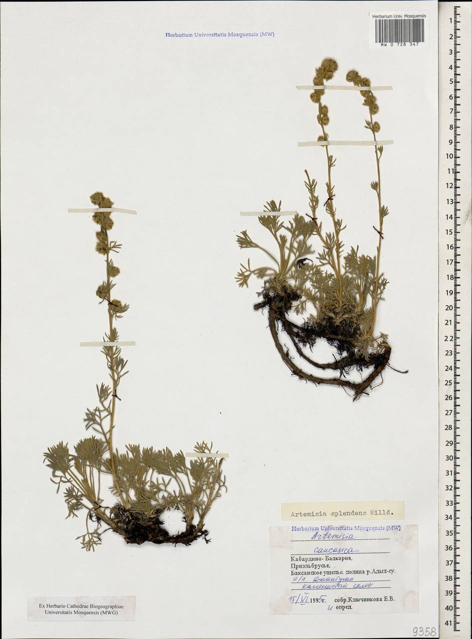 Artemisia splendens Willd., Caucasus, Stavropol Krai, Karachay-Cherkessia & Kabardino-Balkaria (K1b) (Russia)