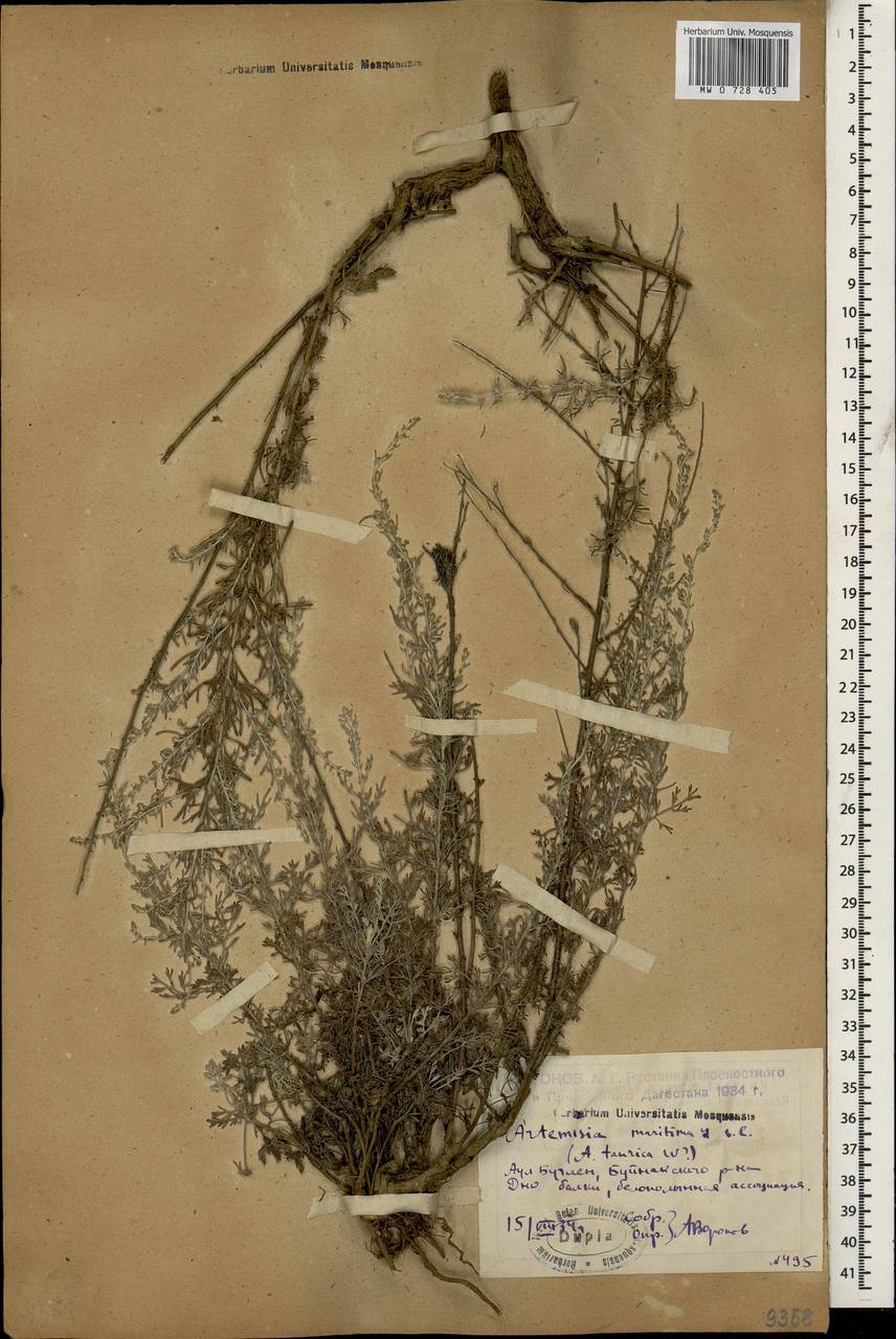 Artemisia taurica Willd., Caucasus, Dagestan (K2) (Russia)