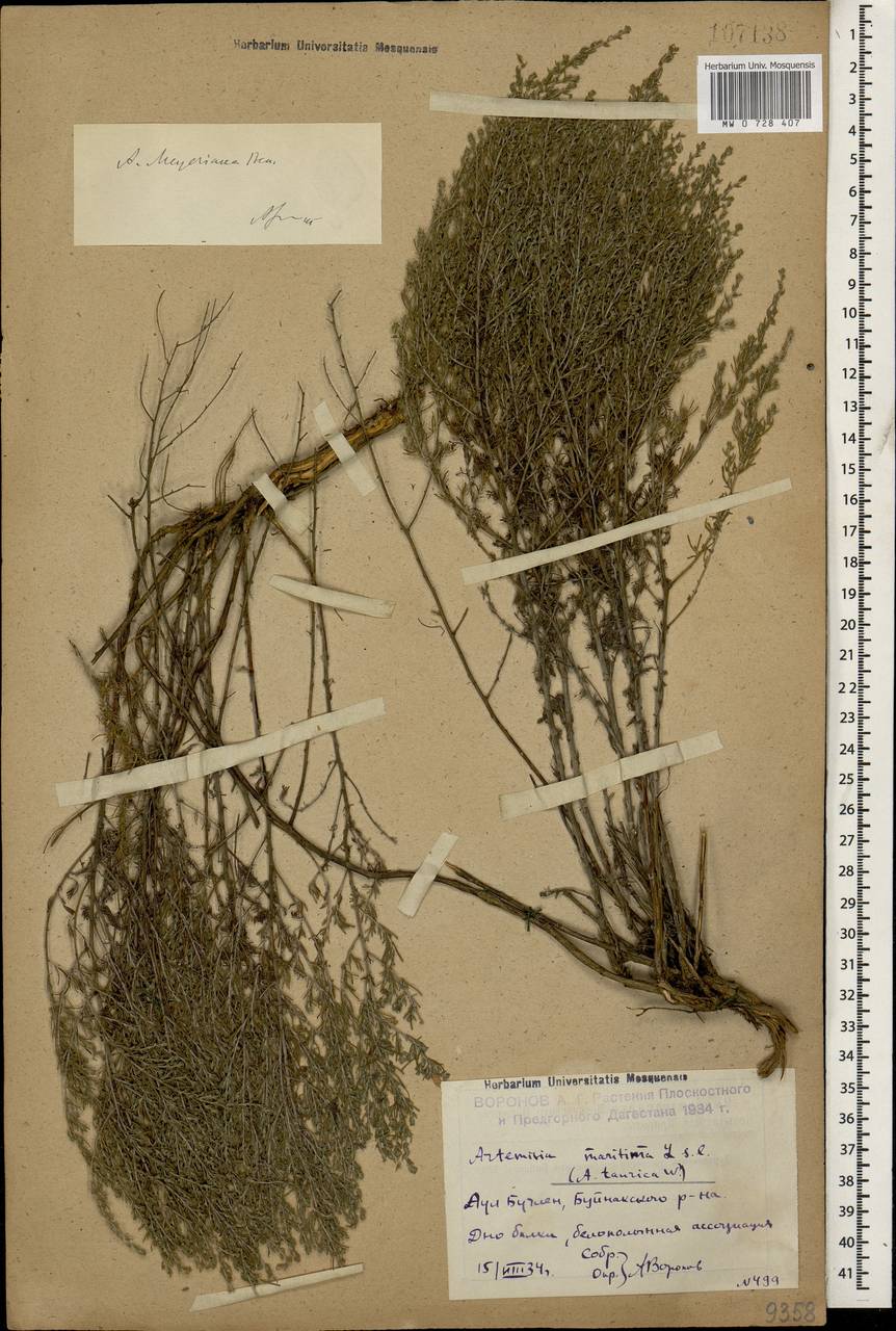 Artemisia taurica Willd., Caucasus, Dagestan (K2) (Russia)