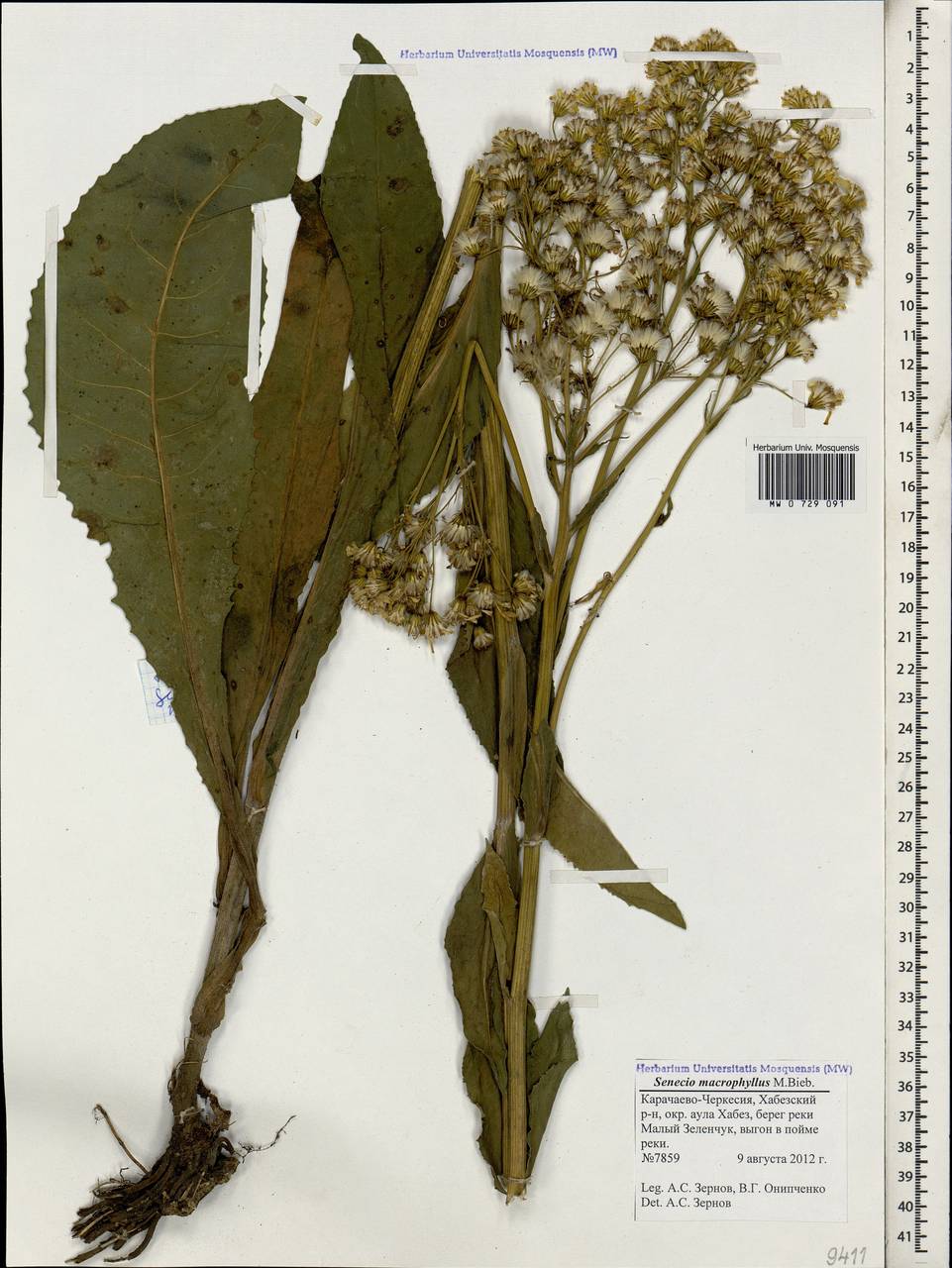 Senecio macrophyllus M. Bieb., Caucasus, Stavropol Krai, Karachay-Cherkessia & Kabardino-Balkaria (K1b) (Russia)