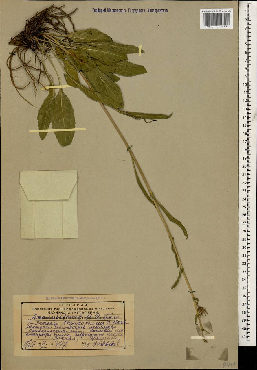 Jacobaea racemosa subsp. racemosa, Caucasus, Georgia (K4) (Georgia)