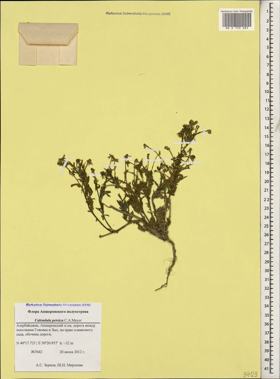 Calendula arvensis L., Caucasus, Azerbaijan (K6) (Azerbaijan)