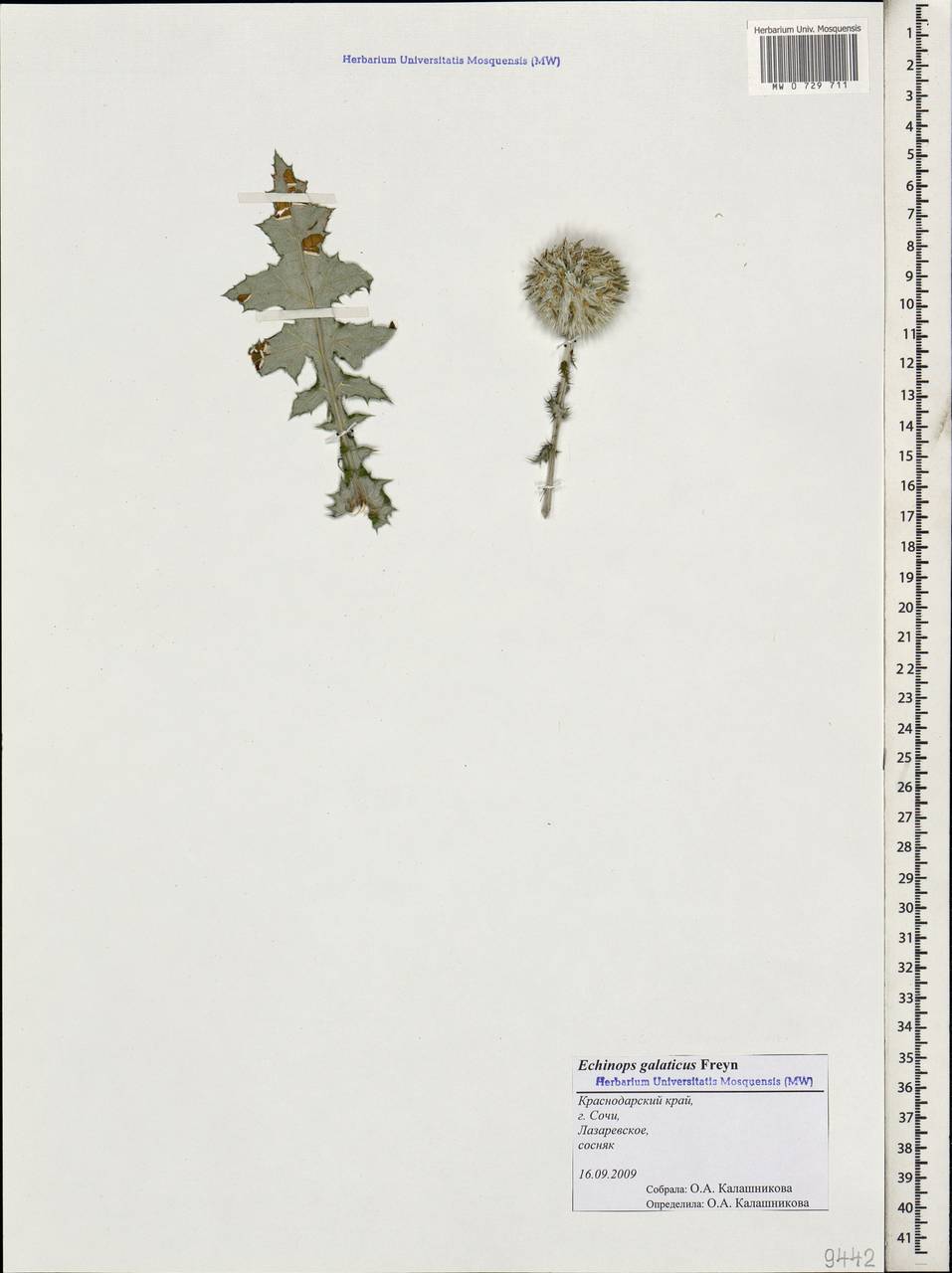 Echinops ossicus C. Koch, Caucasus, Black Sea Shore (from Novorossiysk to Adler) (K3) (Russia)