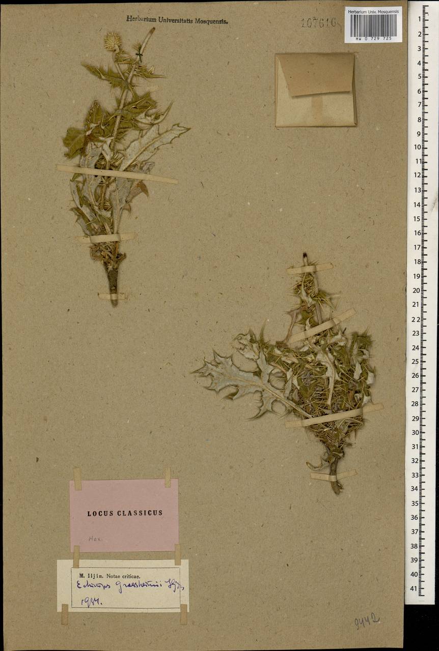 Echinops polygamus Bunge, Caucasus, Azerbaijan (K6) (Azerbaijan)