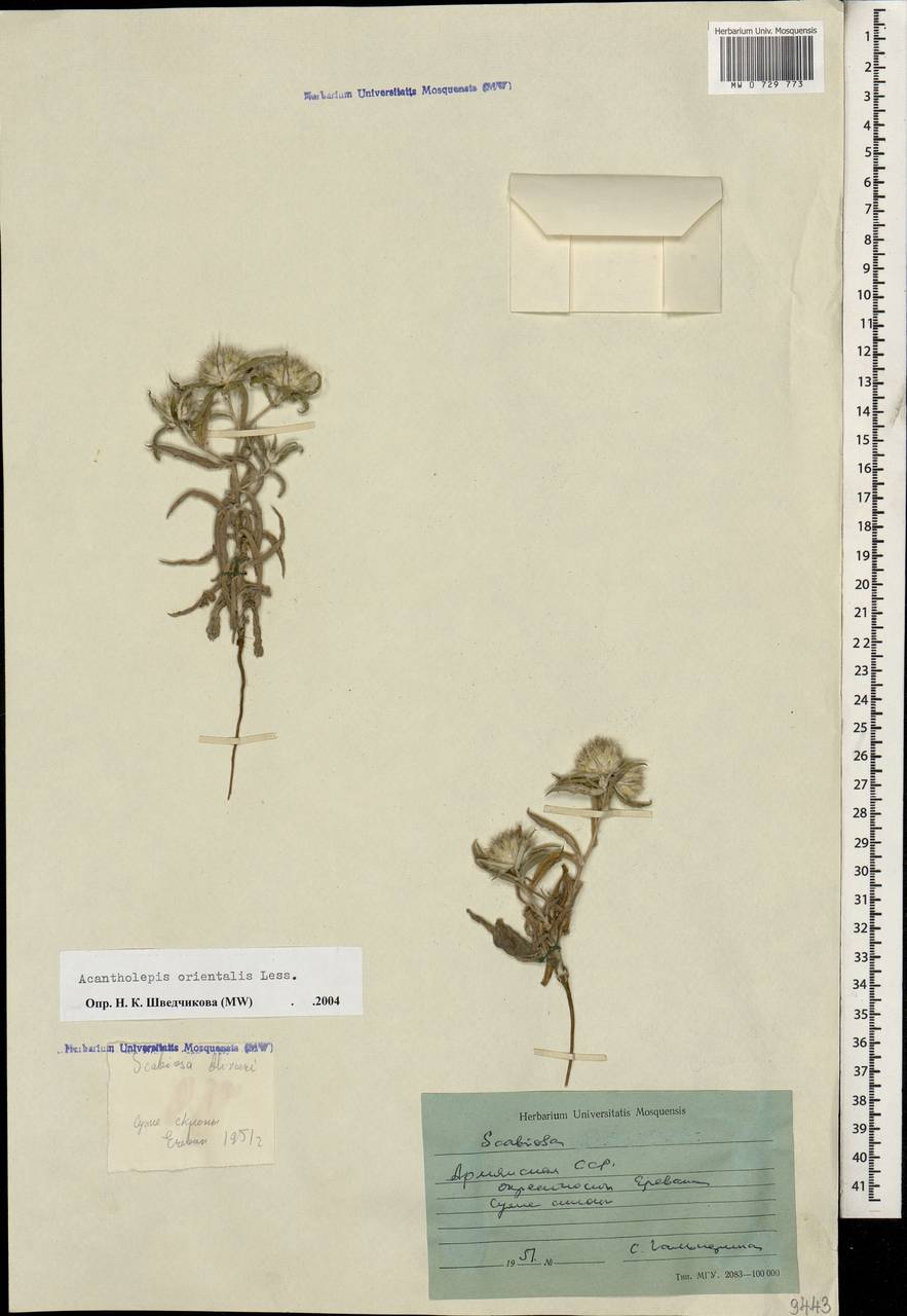 Echinops acantholepis Jaub. & Spach, Caucasus, Armenia (K5) (Armenia)