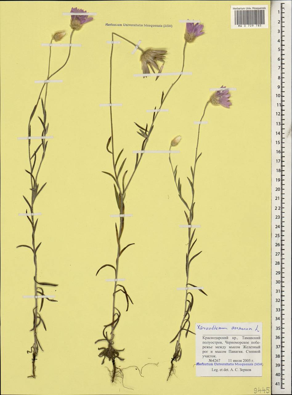 Xeranthemum annuum L., Caucasus, Krasnodar Krai & Adygea (K1a) (Russia)