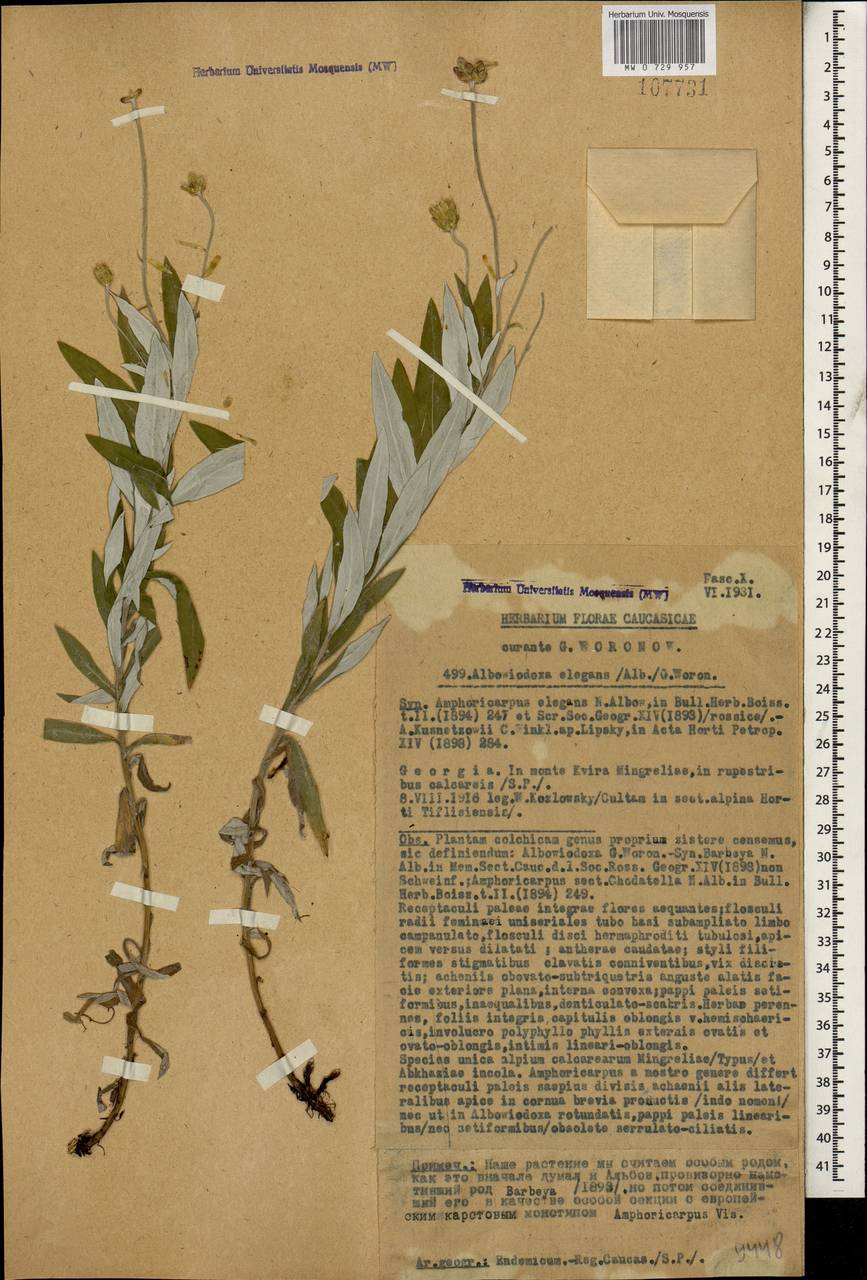 Amphoricarpos elegans Albov, Caucasus, Georgia (K4) (Georgia)