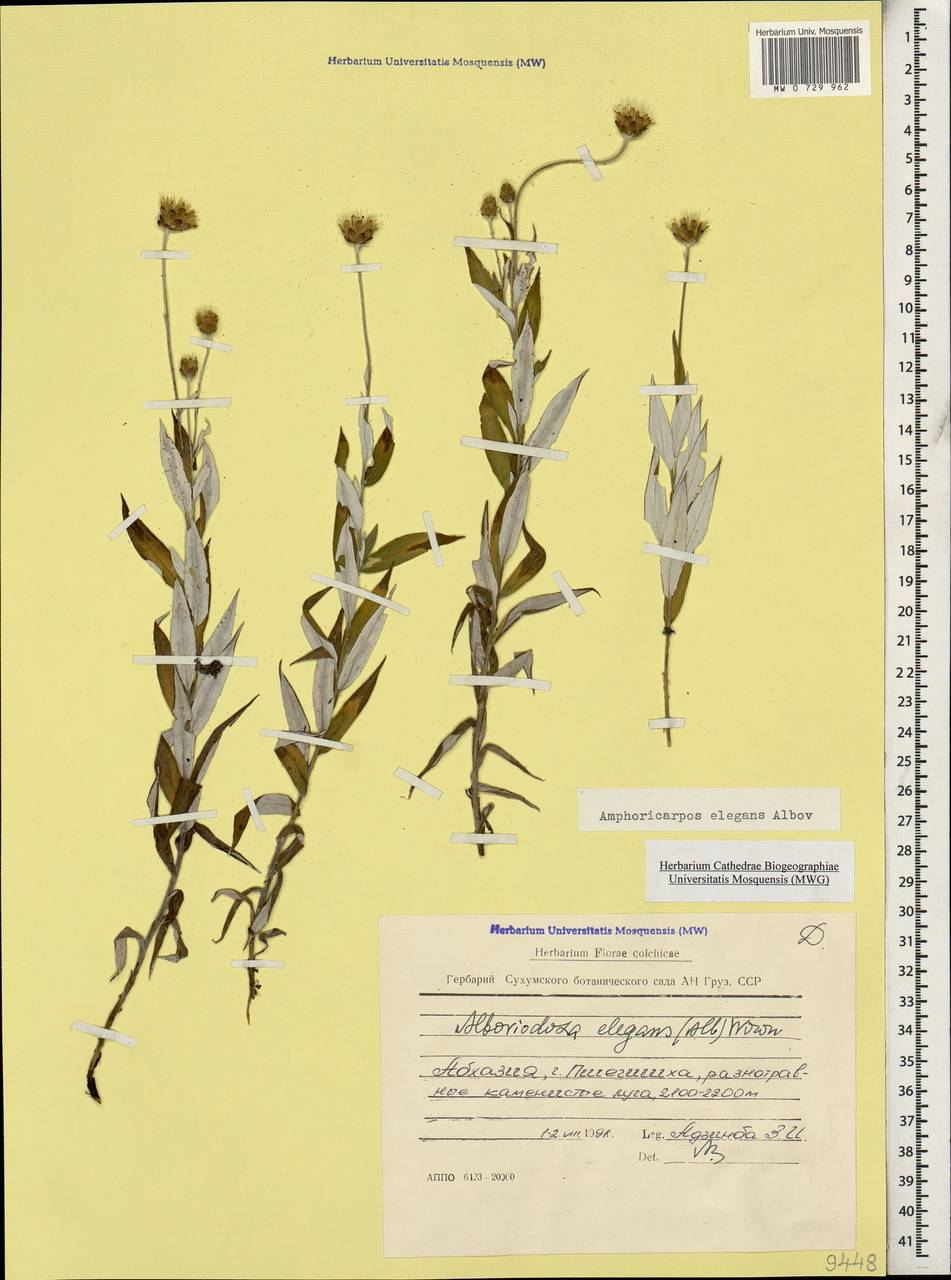 Amphoricarpos elegans Albov, Caucasus, Abkhazia (K4a) (Abkhazia)